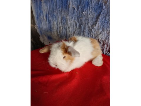 Teddy Lop Tavşan Yavrular Mavi Göz