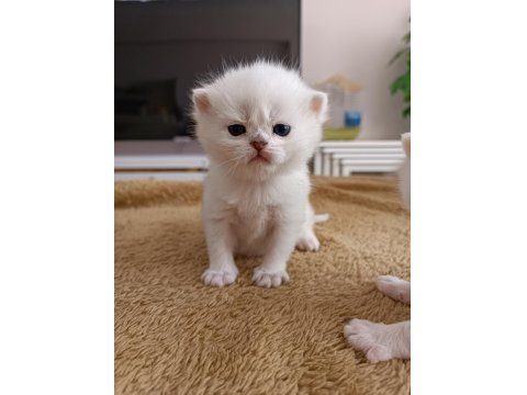 Safkan Mırıl Mırıl Yavru Kediler