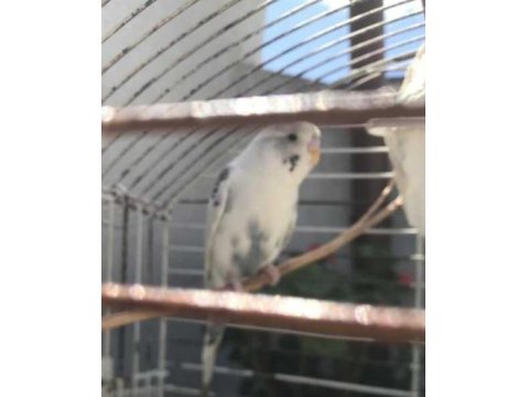 Gökbeyazı Ve Gri Süslemeli Genç Erkek Muhabbet Kuşu