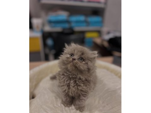 Safkan British Longhair Yavrular