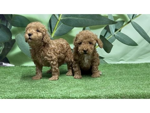 Toy Poodle Yavru