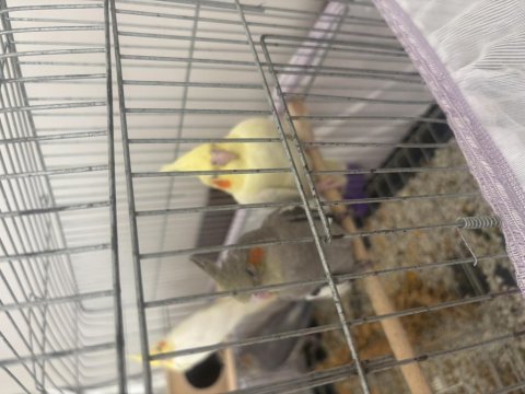 Yavru Sultan Papağanımız