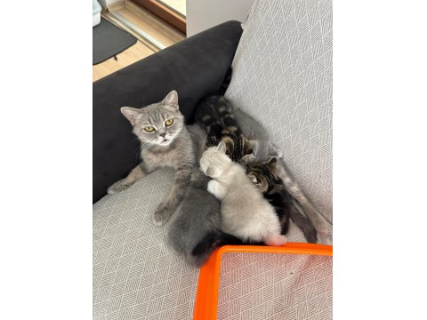 Anne Kedimiz Ve 1 Yavrusu (Siyah) Sahiplendirilecektir