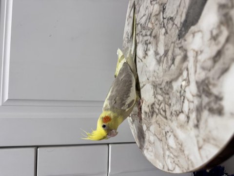 Sultan Papağanım Sahiplendirilecektir (₺)