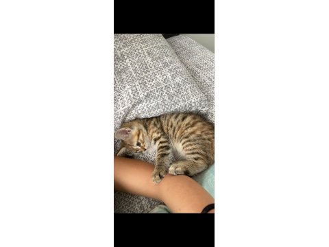 Ücretsiz Sahiplendirme Kedimiz