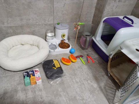 Safkan Dişi British Colorpoint