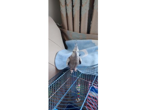 1 Yaşında Erkek Sultan Papağanı