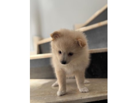Pomeranian Spitz Sevimli Dost