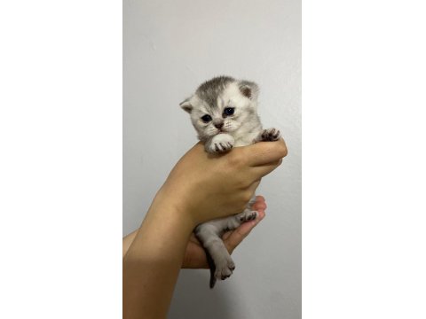 Dünya Tatlısı Yavru Kediler