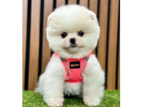 Safkan Pomeranian Boo Cinsi Yavrular