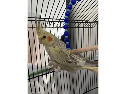 3 Aylık Sultan Papağanı