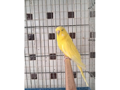 Uygun Eşe Hazır Verimli Damızlık Erkek Ve Dişi Kuşlar