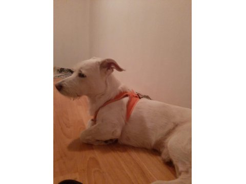 Köpeğimiz Luka Ya Acil Yuva