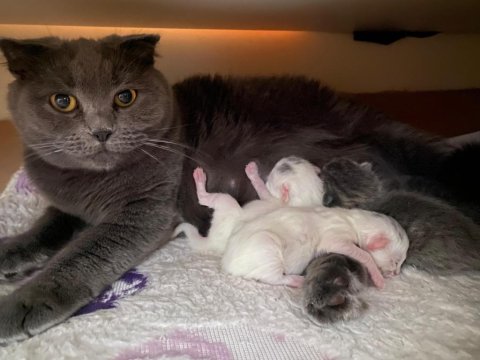 Rezerveye Açık 1 Aylık Scottish Fold Yavrular