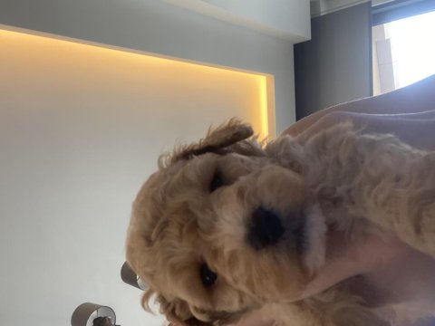 Zeka Küpü Veteriner Kayıtlı Eşyaları İle Birlikte Poodle