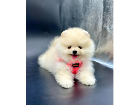 Safkan Pomeranian Boo Köpeklerimiz