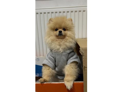 Sevimli Ayı Surat Pomeranian Boo
