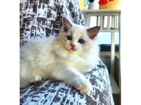 Kedilibab'dan Şecereli Show Kalite Ragdoll Kediler