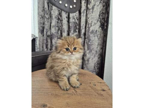 Acil Sahiplendirme Longhair Kediler