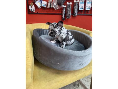 50 Günlük Merle French Bulldog