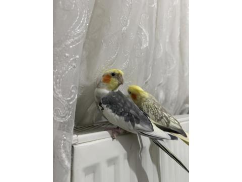 Erkek Evcil Sultan Papağanı