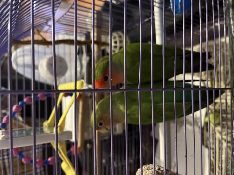 Çift Sevda Papağanı Komple Eşyalarıyla Kafesiyle Verilecek