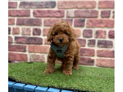 Safkan Toy Poodle Yavrular İçin Ulaşın