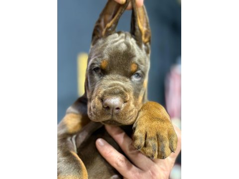 Avrupa’nın En İri European Doberman Yavruları
