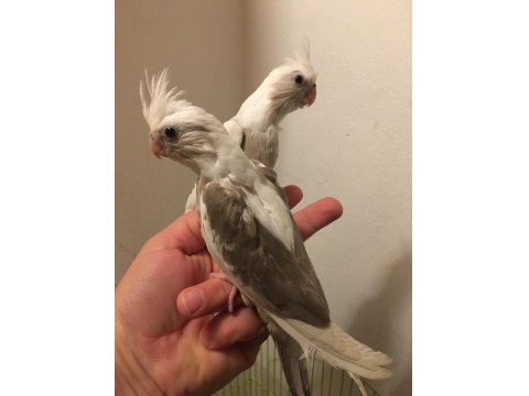 Full Evcil A Kalite Üst Düzey Yavru Erkek Beyaz Maskeli Sultan Papağanı