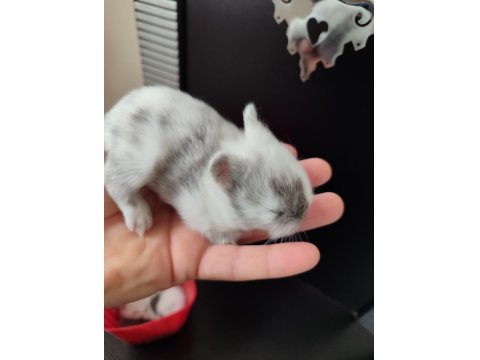 Hollanda Cüce Tavşan Yavruları