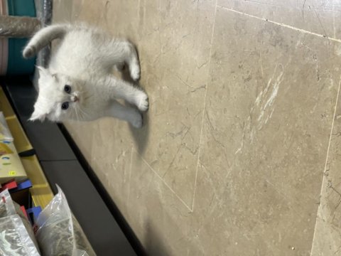 British Shorthair Yavruları