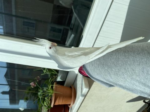 Albino Yavru Sultan Papağanı