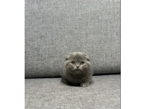 Gri Scottish Fold Bebek Kediler