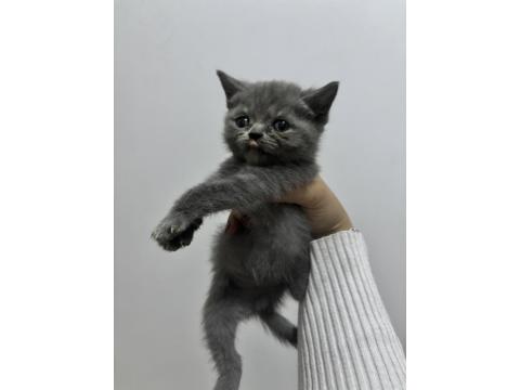 Dişi British Shorthair