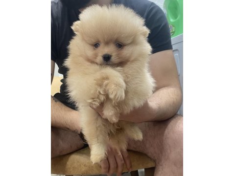 Pomeranian Efsane Bebek Köpekler