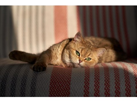 Bir Üreme Programı İçin Mükemmel Scottish Straight