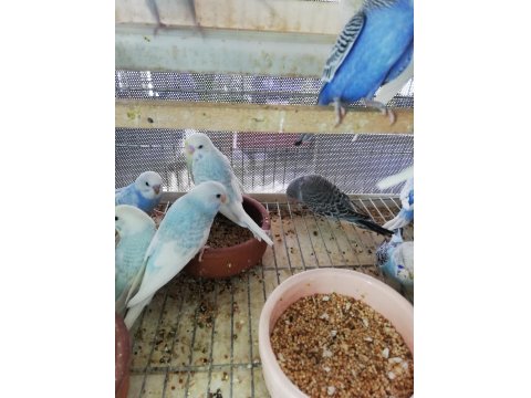 Yavru Muhabbet Kuşu Erkek