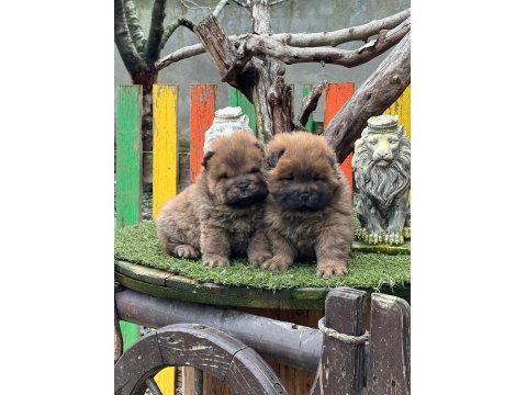 Küt Burun Chow Chow Yavrularımız