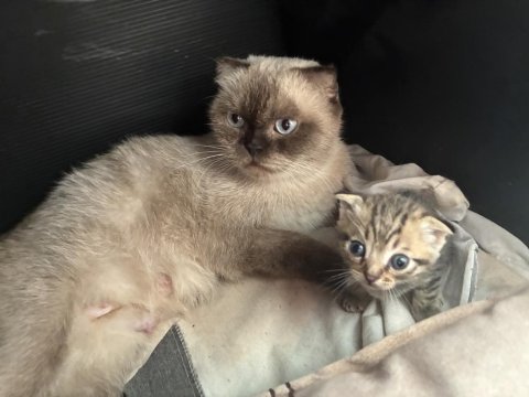 Erkek Scottish Fold Kedimiz