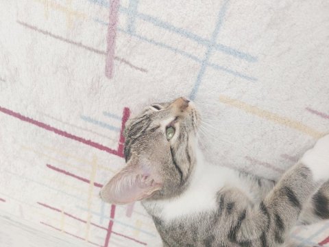 Kedimiz Paris İçin Yeni Ev Arıyoruz