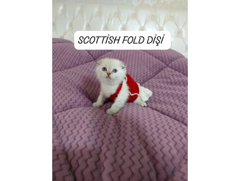 Scottish Fold Prenses Hazır