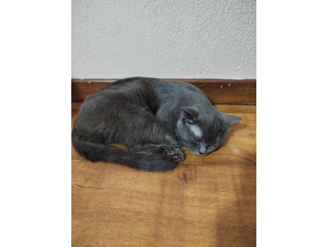 Sevimli Uysal Aşıları Tam British Yavrumuza Yuva Arıyoruz