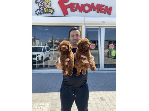 Mükemmel Maltipoo Yavrularımız Ankara Mağazamızda Görün