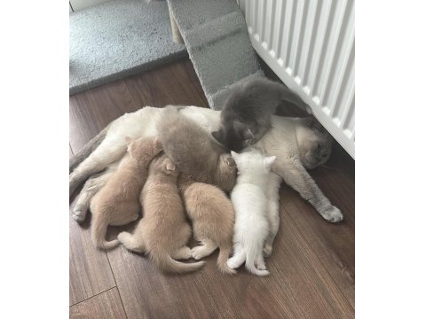 Acil Sahiplendirme 2 Aylık Kedimiz