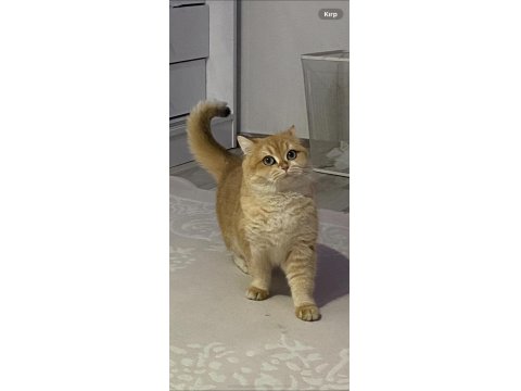 British Golden Kedi