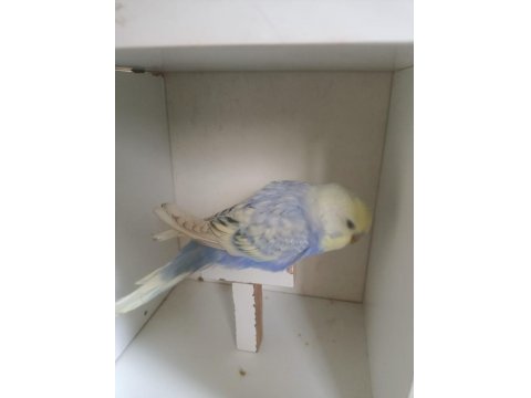 Yeme Düşmüş Muhabbet Kuşu Yavruları