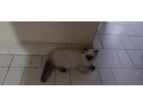 Blue Point British Longhair