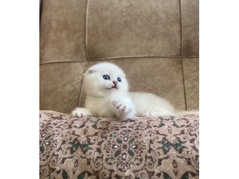 Irk Garantili Scottish Fold Shorthair Silver Bebeğimiz
