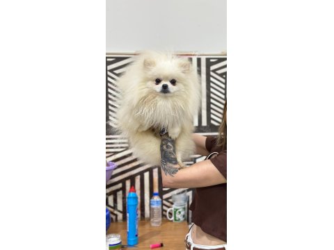 Pomeranian Boo Oğlumuz