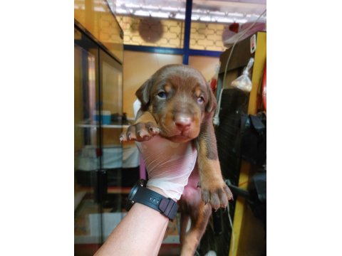 Tek Eksileri Şecere Belgeli İri Doberman Yavrular